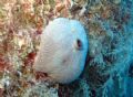 Ircinia sp.